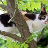 Mengapa Kucing Sering Terjebak di Atas Pohon?