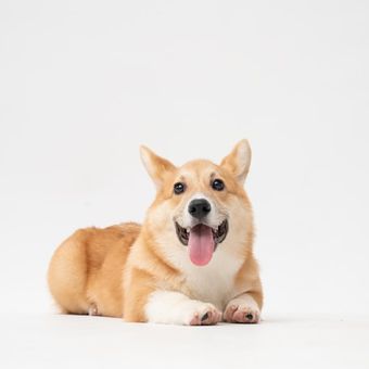 Ilustrasi anjing Corgi