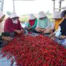 7 Kelompok Tani Panen Cabai, Amankan Pangan Natal dan Tahun Baru Bangka Tengah