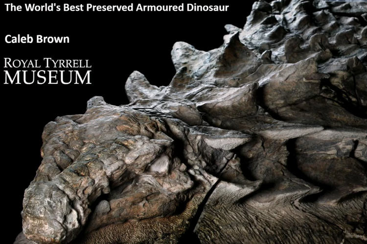 temuan dinosaurus nyaris utuh dipamerkan di oyal Tyrrell Alberta, Kanada.