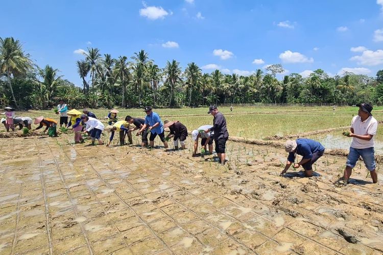 Sekretaris Direktorat Jenderal Perkebunan, Heru Tri Widarto selaku penanggungjawab Satgas Antisipasi Darurat Pangan Provinsi Banten, meninjau penanaman padi sekaligus monitoring ke lokasi irigasi perpompaan di Kabupaten Pandeglang, Sabtu (21/9/2024).