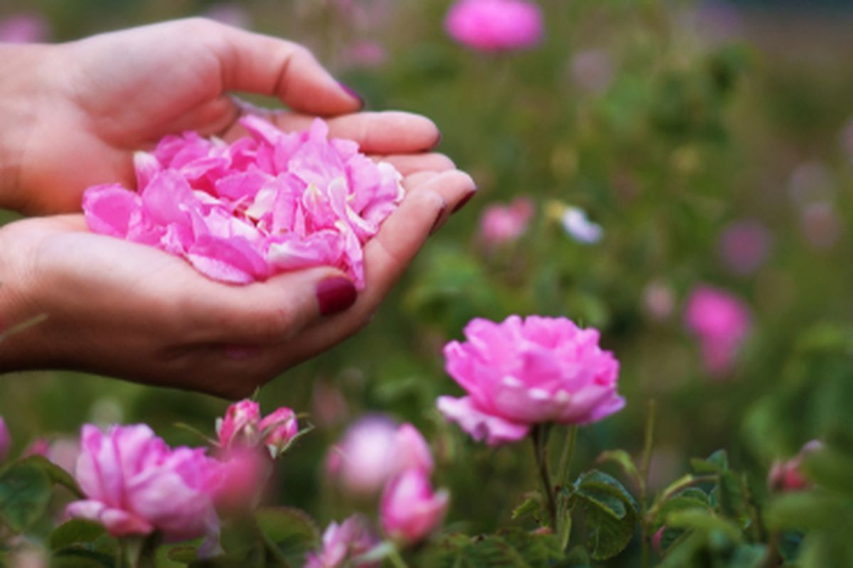 Bunga mawar Bulgaria atau sering disebut damask rose memiliki banyak manfaat untuk kecantikan.