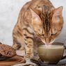 Jangan Berikan Susu pada Kucing, Ini Risikonya!