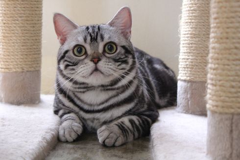 Inggris Segera Wajibkan Pemasangan Microchip untuk Kucing Peliharaan