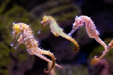 Di Mana Habitat Kuda Laut?