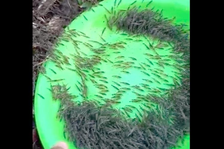 Seorang warga meletakkan piring plastik di tanah yang menjadi jalur perjalanan jutaan ekor udang. Fenomena munculnya udang di daratan ini menghebohkan warga Desa Buladu Kabupaten Gorontalo Utara.