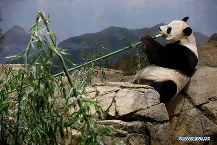 Mei Xiang, panda raksasa asal China di Kebun Binatang Smithsonian di Washington DC Amerika Serikat (AS).