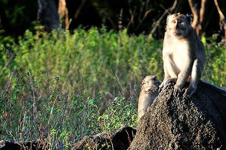 Monyet di Taman Nasional Baluran, Situbondo, Jawa Timur, Jumat (2/5/2014).