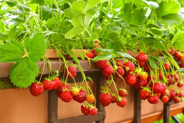 Ilustrasi tanaman stroberi di daerah panas