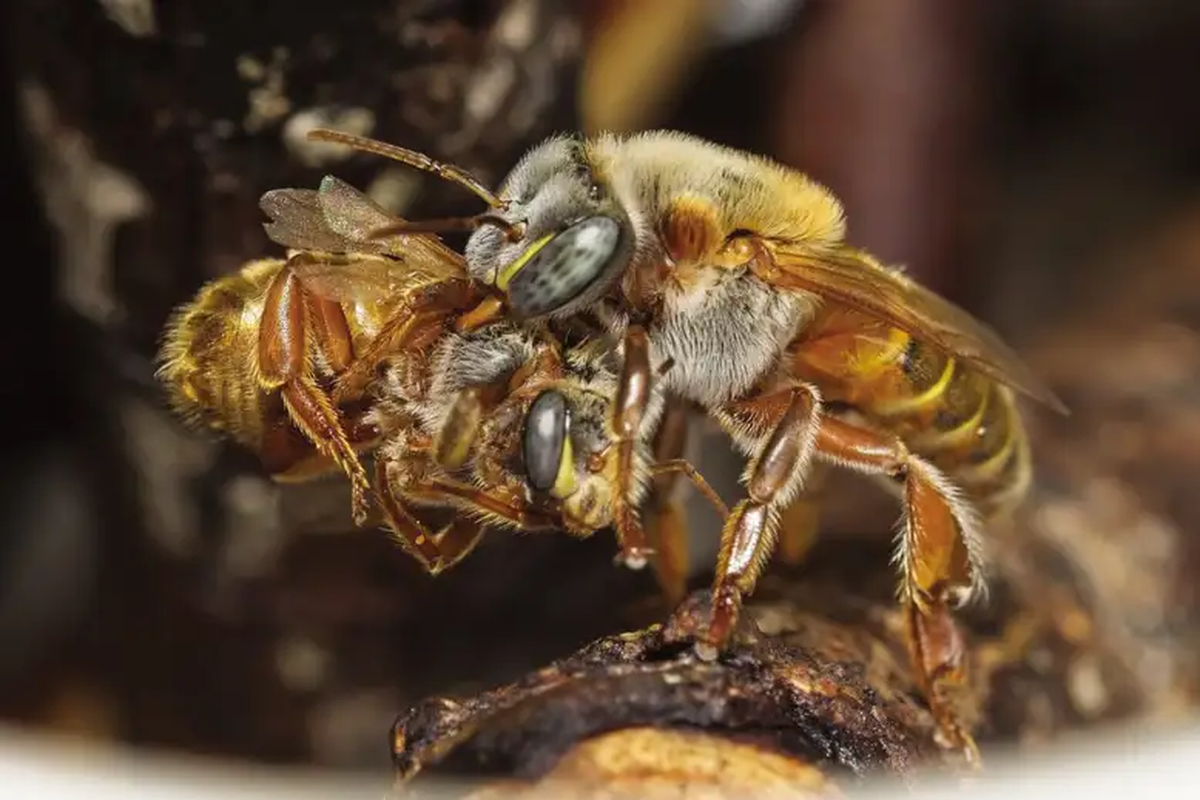Lebah Melipona beecheii. Kawanan lebah ini melakukan proses seleksi ratu lebah dengan cara yang brutal.