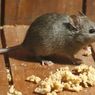 Cara Alami Usir Tikus di Rumah Tanpa Membunuhnya 