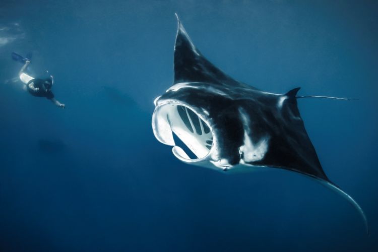Seekor manta jensi oceanic manta di spot Manta Sandy, Kepulauan Raja Ampat, tertangkap kamera petugas Conservation International (CI) Indonesia.