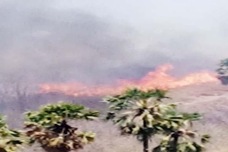 Kebakaran di Desa Rokirole, Kecamatan Palue, Kabupaten Sikka, Nusa Tenggara Timur (NTT), Selasa (12/9/2023).