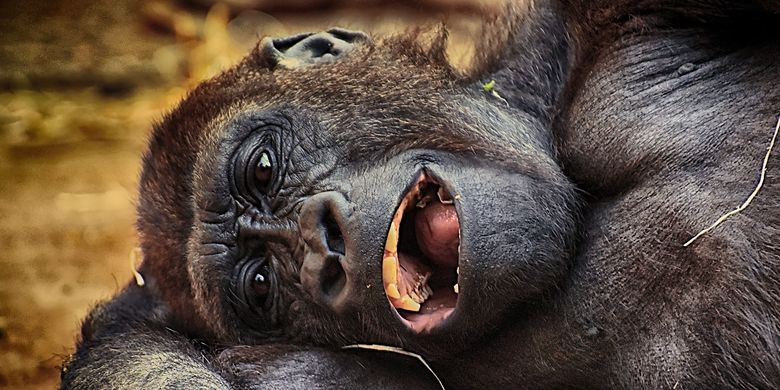 Ilustrasi gorila tertawa