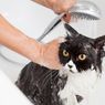 6 Alasan Kucing Tiba-tiba Menggigit dan Cara Mengatasinya