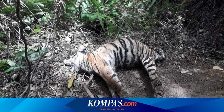 Soal Tiga Harimau Sumatera Ditemukan Mati Terjerat, BKSDA Aceh: Pelakunya Tetap Diusut - Vimarsana News