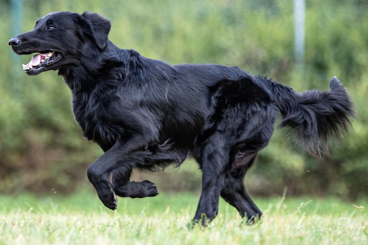 Anjing Golden Retriever Vs FlatCoated Retriever, Serupa tapi Tak Sama