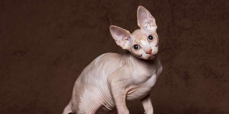 Ilustrasi kucing Sphynx, salah satu kucing termahal di dunia.