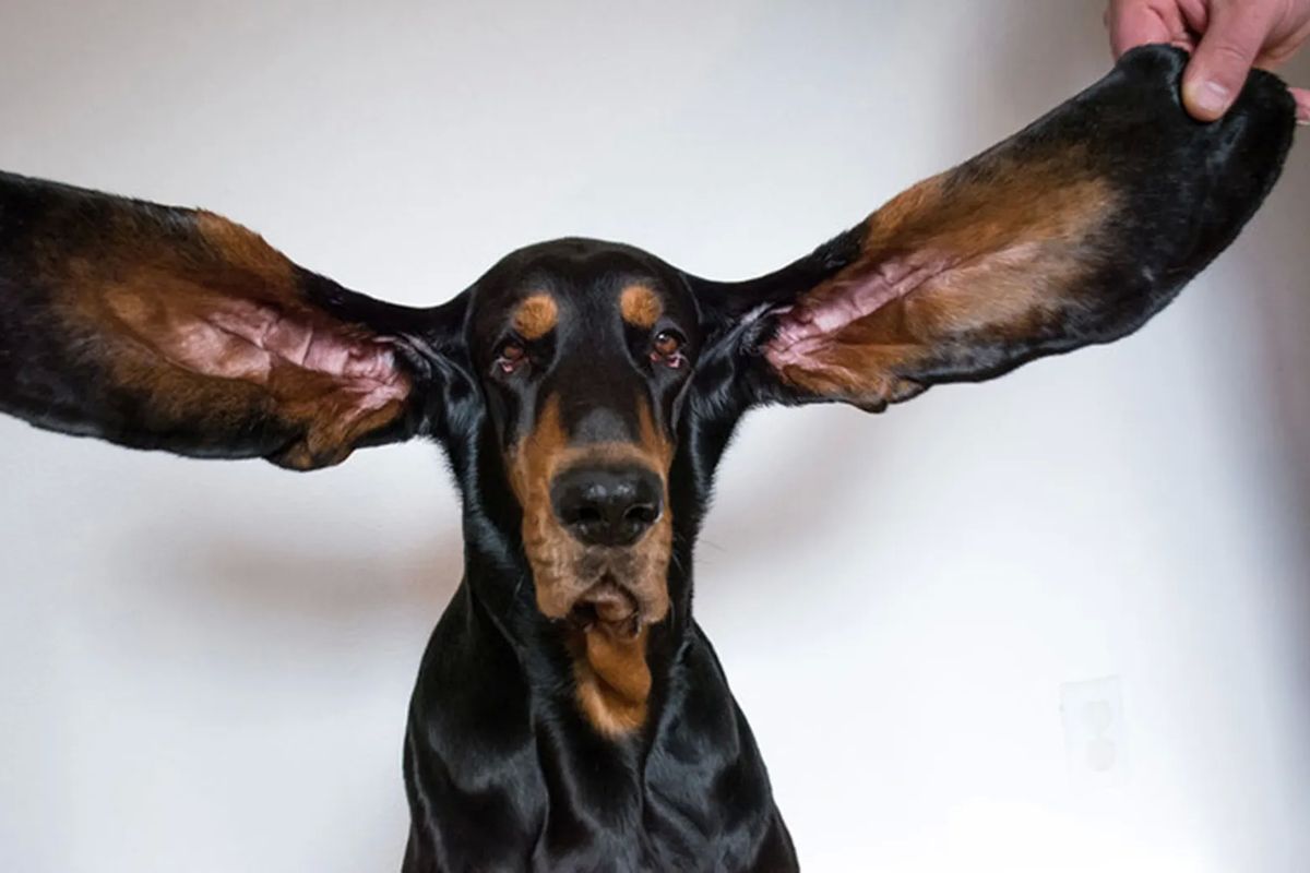 Lou, anjing dengan telinga terpanjang di dunia versi  Guinness World Records.