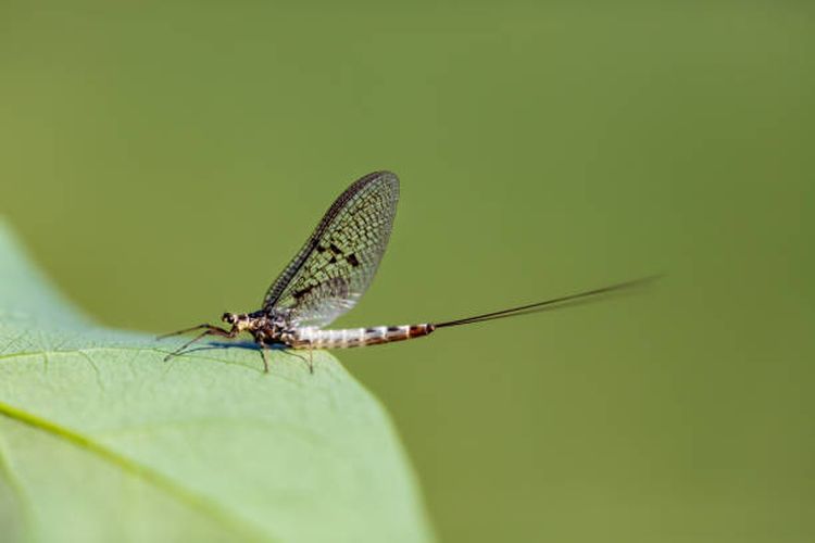 Mayfly atau lalat capung, hewan dengan usia terpendek di dunia.