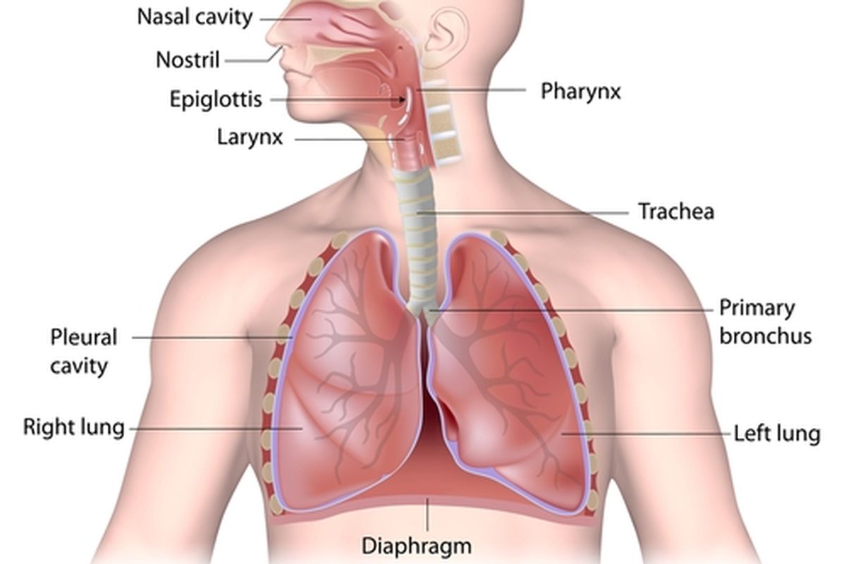 Ilustrasi bagian-bagian saluran pernapasan manusia. Saluran pernapasan ini bisa mengalami infeksi yang dikenal sebagai infeksi saluran pernapasan akut (ISPA). Penyebab ISPA bisa terdiri dari 300 jenis virus dan bakteri. 