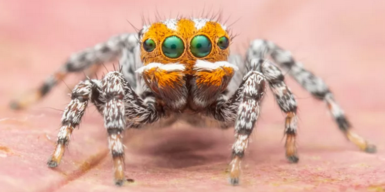 Spesies Baru Laba Laba Merak Berwajah Oranye Mirip Tokoh Animasi Nemo Halaman All Kompas Com