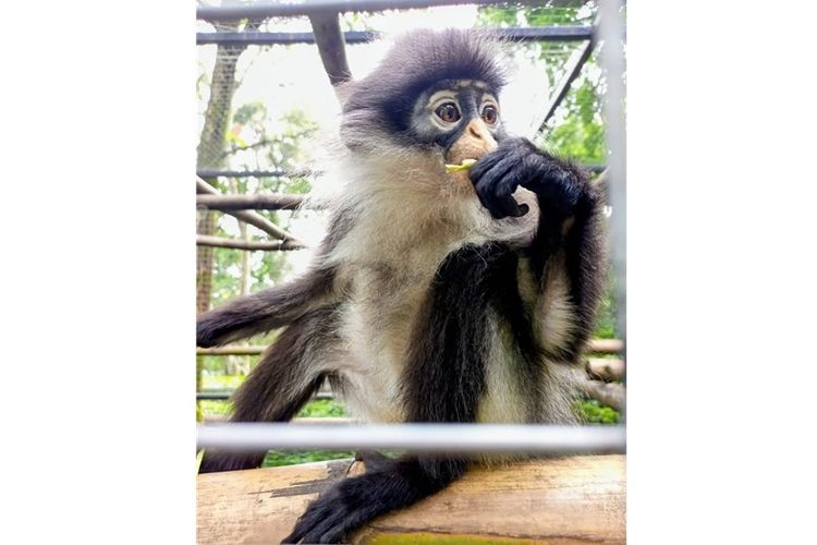 Empat individu kekah natuna hasil sitaan dirawat di PCBA Taman Safari Indonesia Prigen.