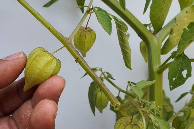 Ilustrasi buah ciplukan, tanaman ciplukan. 