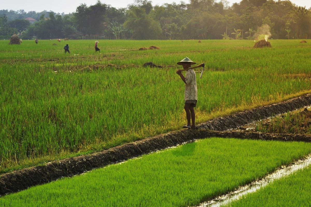 Ilustrasi sawah, pertanian. 