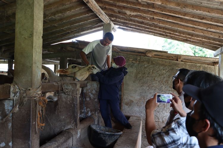 Untuk mencegah terjadinya kasus penyakit mulut dan kuku (PMK) pada sapi di Kabupaten Purworejo terlihat petugas sedang memeriksa hewan dipeternakan pada Sabtu (14/5/2022)