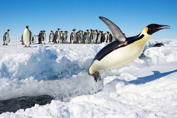 Koloni penguin kaisar (Emperor penguin) bernama latin Aptenodytes forsteri di Antartika.