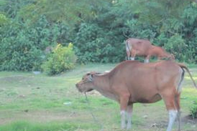 Jenis sapi Bali yang dipelihara warga.