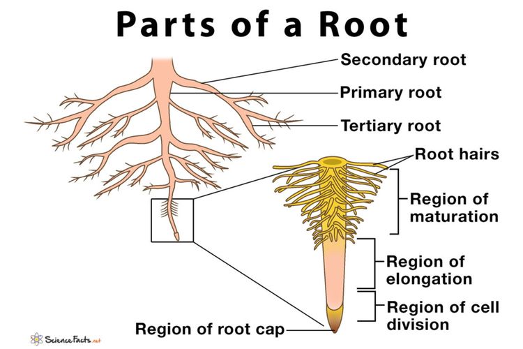 Ilustrasi bagian akar.