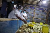 Perkuat Ekonomi Kader, GP Ansor Bangun Usaha Ayam Broiler 30.000 Ekor