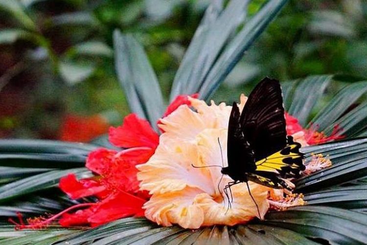 Apa Itu Butterfly Effect?