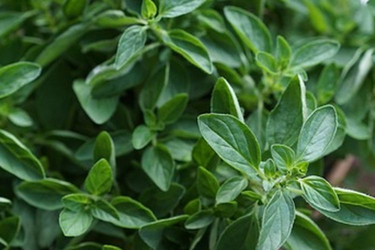 Tanaman oregano