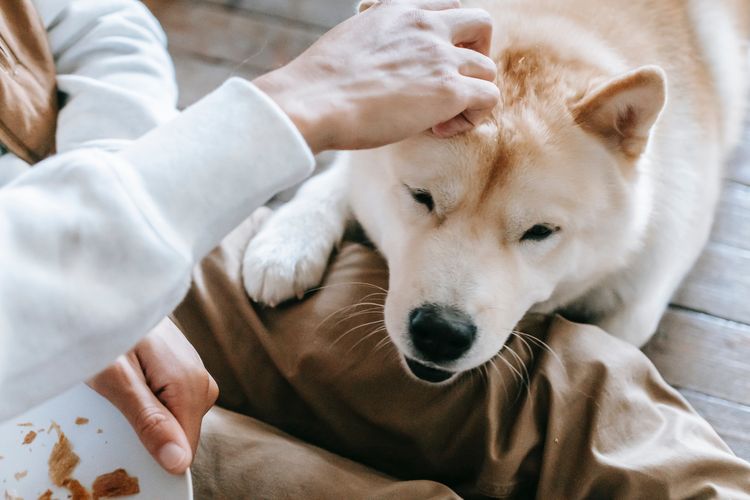 Ilustrasi anjing yang dielus pemiliknya