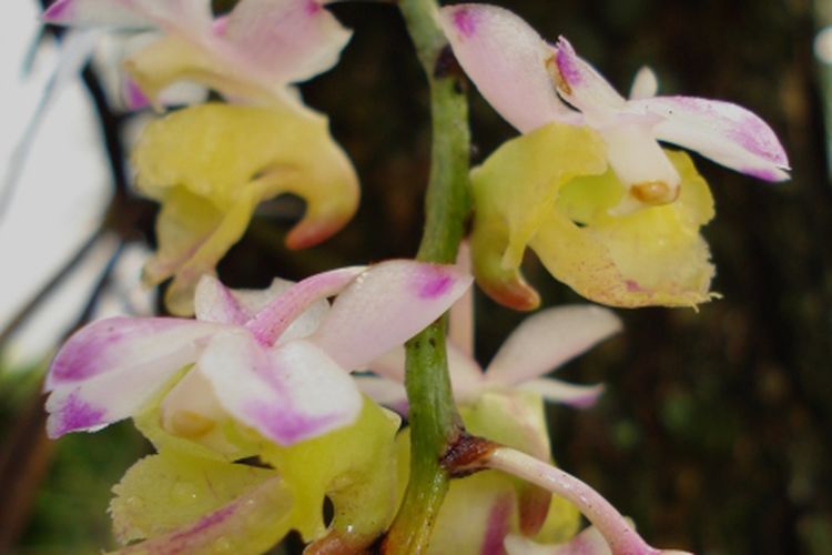 Peneliti Pusat Riset Biosistematika dan Evolusi Badan Riset dan Inovasi Nasional (BRIN) Destario Metusala mengidentifikasi spesies baru anggrek dari Sulawesi. Destario resmi mempublikasikan anggrek tersebut di jurnal Edinburgh Journal of Botany pada Mei 2024 sebagai spesies baru endemik Sulawesi dengan nama Aerides obyrneana.              