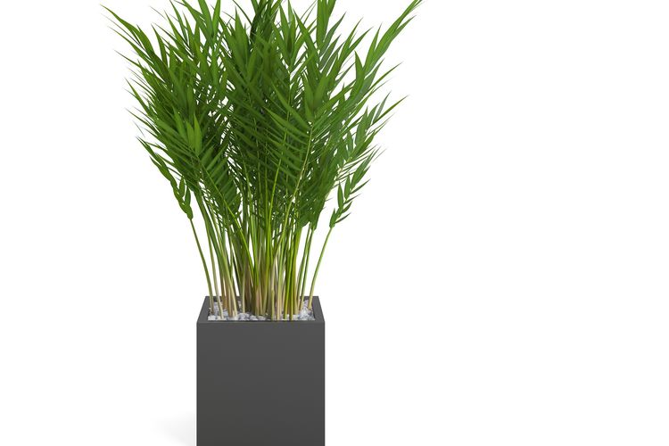 Palem Bambu, tanaman hias yang bisa mengatasi polusi di dalam ruangan