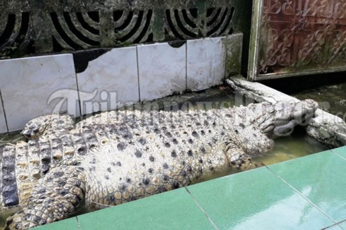 Ojek, buaya peliharaan warga Kota Bogor.