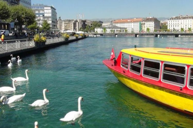 Menyeberangi danau Jenewa di Swiss ditemani angsa putih.