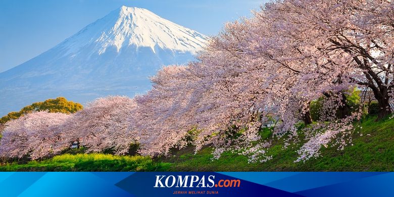 Bunga Sakura di Jepang Mekar secara Mengejutkan di Musim Gugur