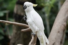 5 Spesies Burung yang Memiliki Sifat Ramah