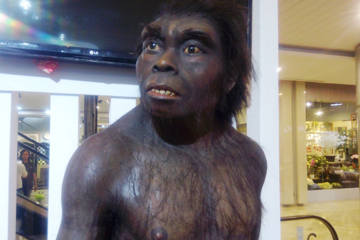 Homo erectus, manusia purba di Sangiran yang ditampilkan Balai Pelestarian Situs Manusia Purba Sangiran di Medan, Kamis (19/10/2017)