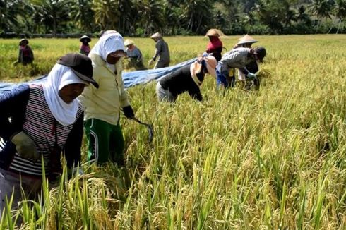 Hasil Panen Padi di Baubau Merosot Tajam akibat Kekeringan