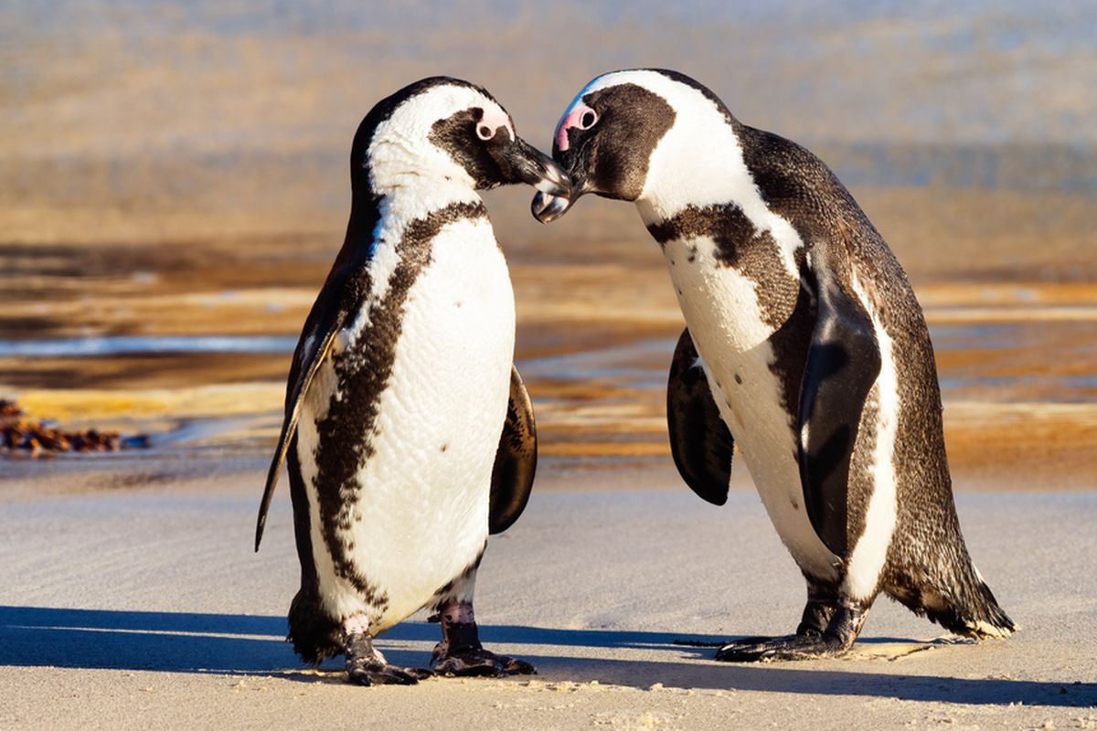 Ilustrasi penguin Afrika. Penguin ini adalah spesies terancam punah. Puluhan penguin ini temukan mati di sebuah pantai dekat Cape Town, Afrika Selatan. Diduga penguin-penguin ini mati tersengat lebah madu Cape.