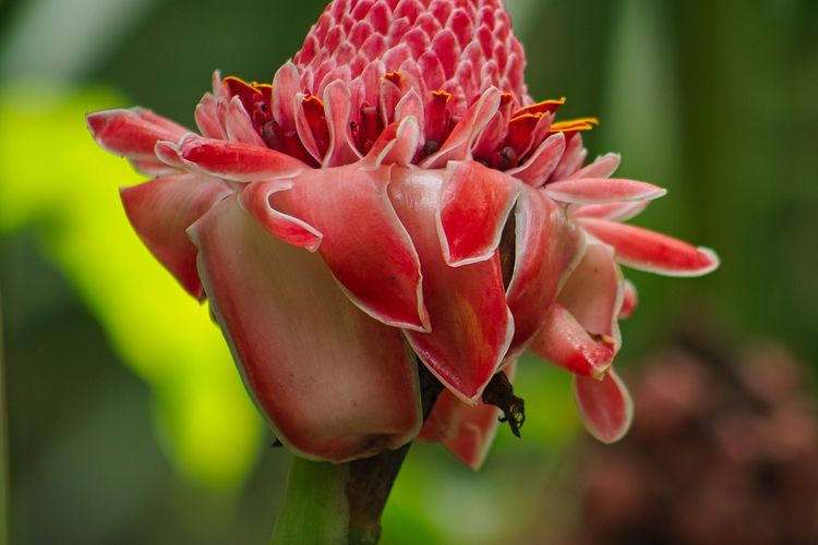 Ilustrasi bunga Kecombrang. 