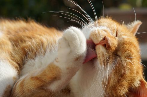 Kucing Peliharaan Suka Menjilati Kakinya, Normalkah? 