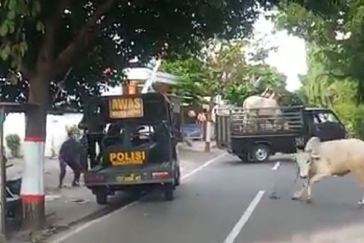 Sapi kurban di Blitar mengamuk akhirnya dilumpuhkan dengan timah panas oleh petugas, Kamis (30/7/2020)..