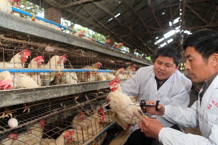 epa03651350 A chicken gets a shot of H5N1 bird flu vaccine at a chicken farm in Chongqing, Yongchuan district of southwest China, 05 April 2013. China has reported 16 human cases of the new H7N9 bird flu virus, including six deaths.  EPA/SI CHUAN CHINA OUT